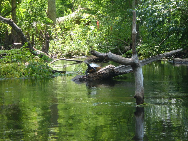 BIG Turtle