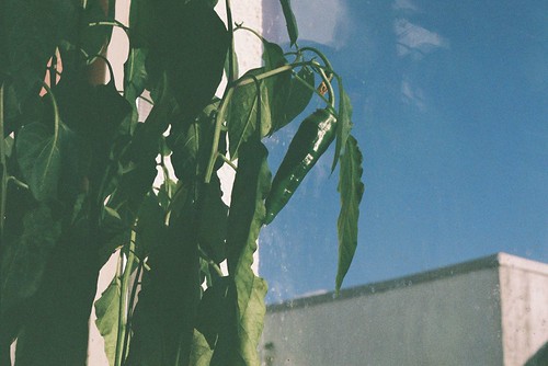 FILM 01 - chilli plant in sun.