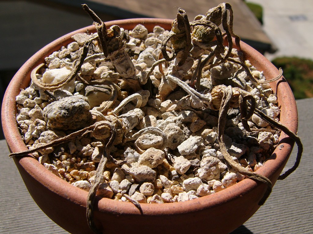 10x Monilaria Moniliformis Sukkulenten Samen – Seltene Perlen-Sukkulente, Für Garten & Zimmer