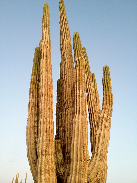 Cactus