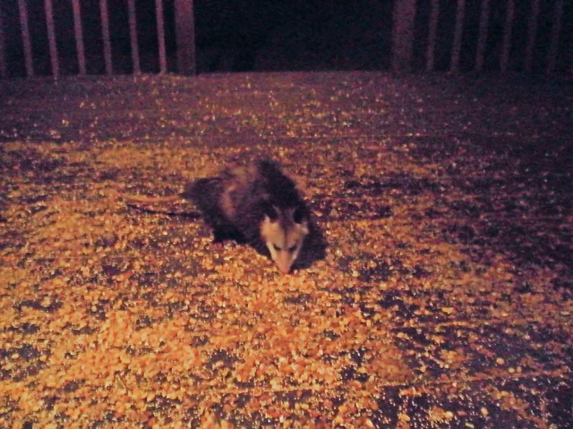 Opossum on the porch Opossum on the porch gotta be in East Tennessee