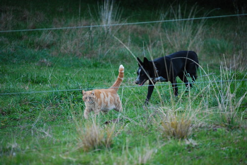 Herding cats