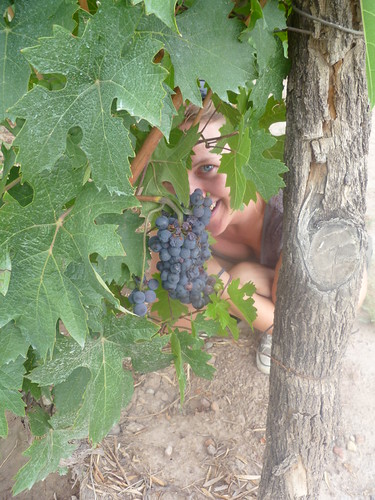Eye on the prize: Sophie checks out the grapes P1090012