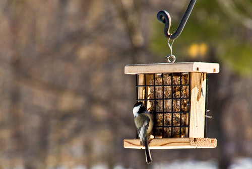 The Birds of Wheelers