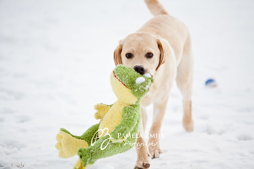 20120228-2899WM by {PZ.Photography}