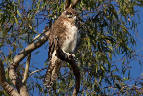 Brown Falcon 2012-04-02 (_MG_5592)