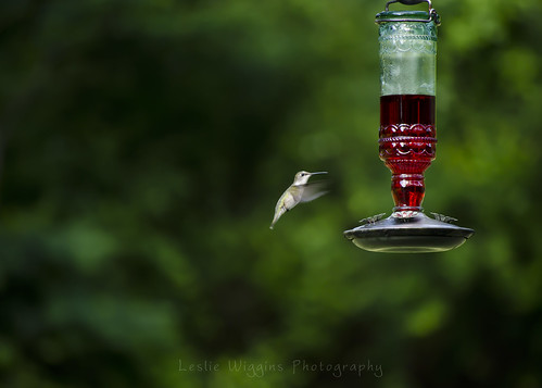 Untitled by L. Wiggins