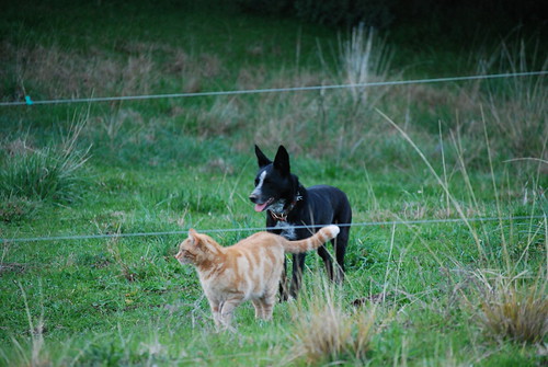 Herding cats