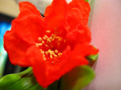 IMG_6839 by cristinadumitrescu2002