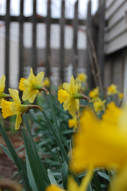 Daffodils on the south side of my house