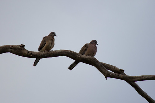 Spotted Turtle Dove 2012-04-07 (_MG_6242)
