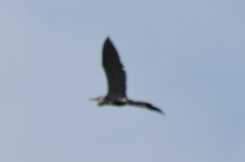 Auto-Focus Blues