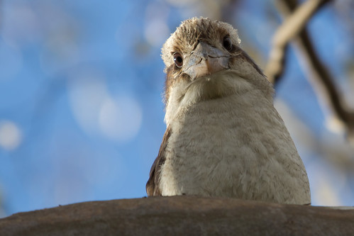 Laughing Kookaburra 2012-06-30 (_MG_0415)