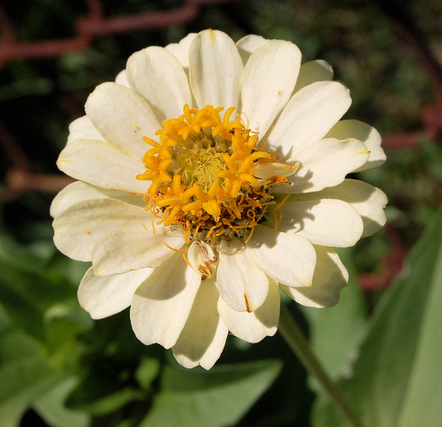 Yellow bloom