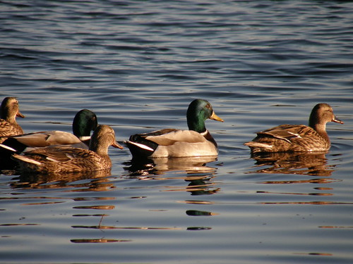 Mallard Flotilla