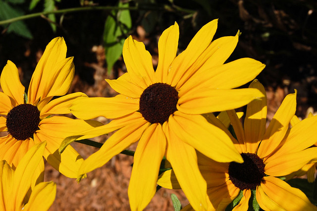 Black eye Susans
