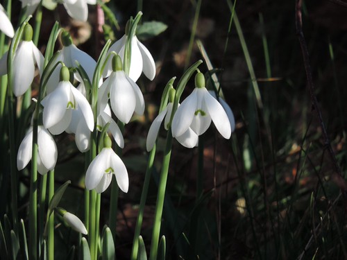 Snowdrops