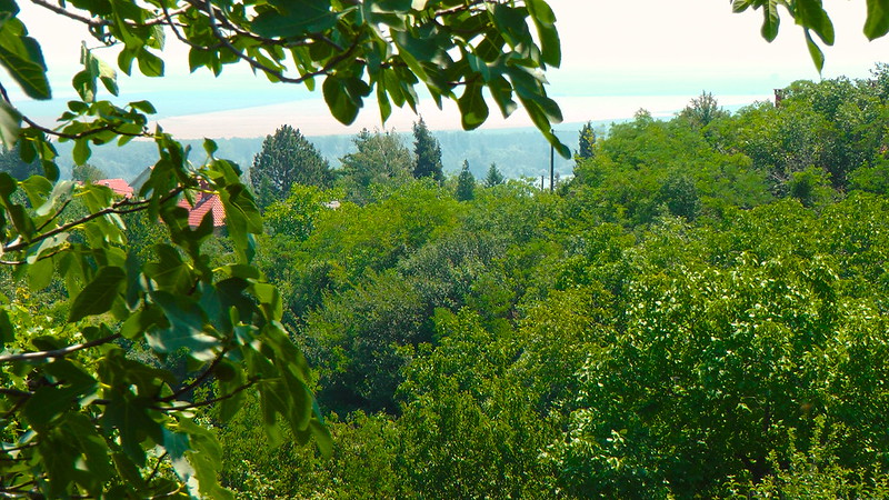 Hakuna matata madafaka