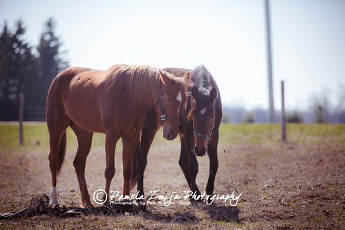 20130427-328C0021-WM by {Pamela Zmija Photography}