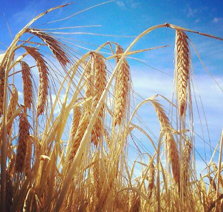 Campo de trigo Campo de trigo