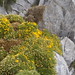 Erizón en flor
