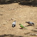 What? I am a pigeon!