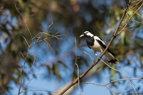 Magpie Lark 2013-11-06 (_MG_2765)