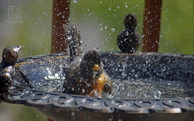 Robins Bath 07