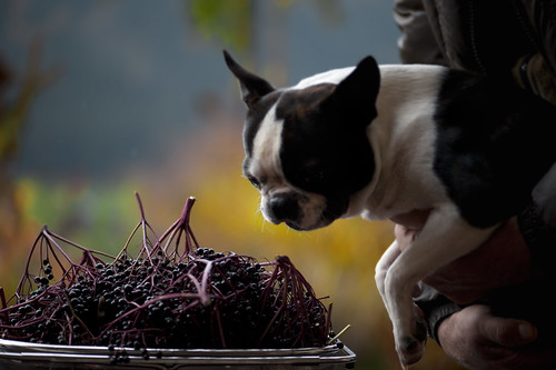 uhm saranno anche vegan questi croccantini strani ...