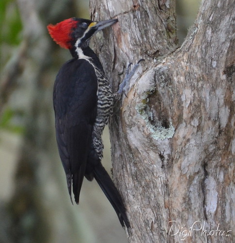 DSC_1832 by DigiPhotus