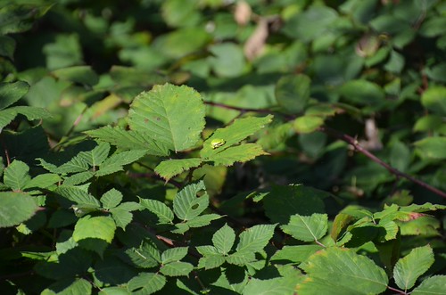 Pacific chorus frog