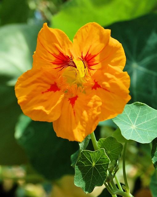 close up of orange trumpet bloom