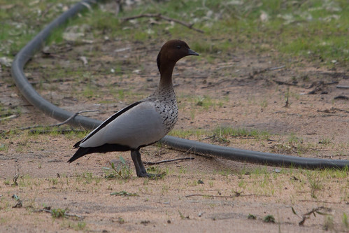 Maned Wood Duck 2012-07-13 (_MG_0901)