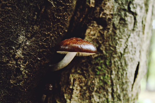 mushroom