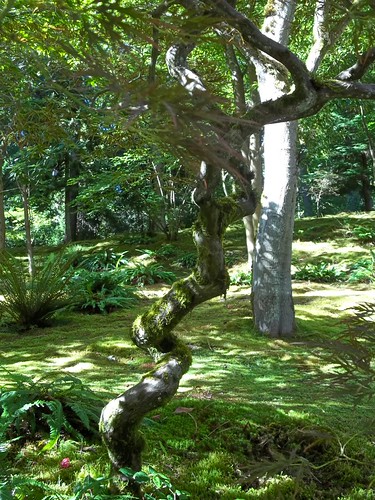 Tree Trunk in Japanese Garden