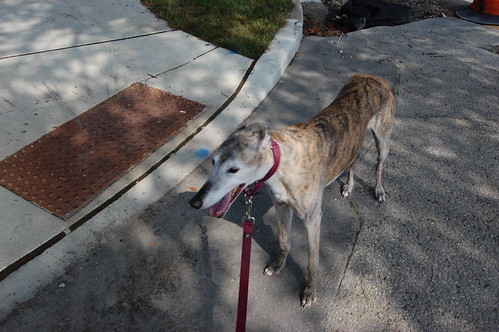 greyhound by metal plate in sidewalk ramp at intersection
