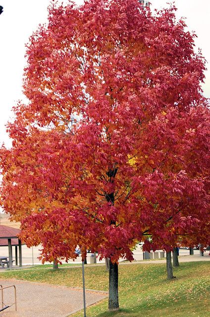 Fall