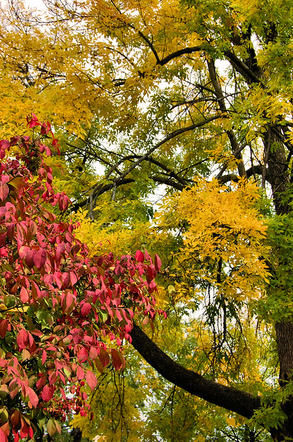 Fall my driveway (1)