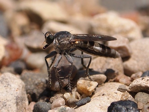 Three-banded Robber Fly (Stichopogon trifasciatus) by Vicinum