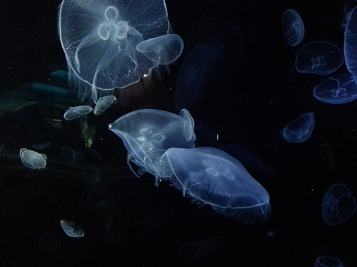 Jelly fish by ErikViggh@Rosentorp