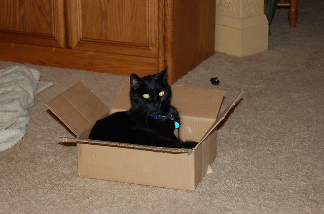 Blue enjoying the monthly comic box