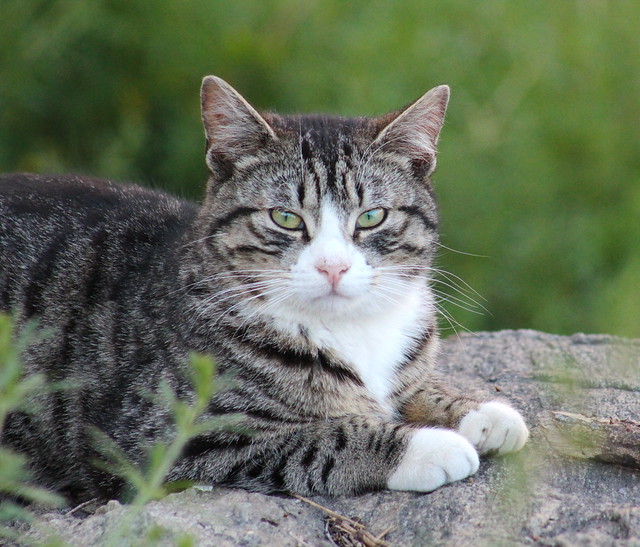 Black & grey striped feral cat in morningside park