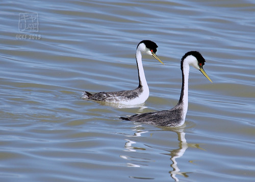 Grebe Courtship 2