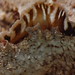 Sea slug/Meat-Eat detail