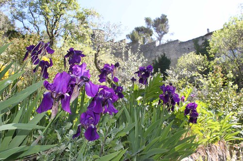 20110410_1442_Bonpas-purple-irises