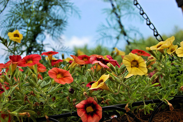 orange and yellow blooms trumpet shaped