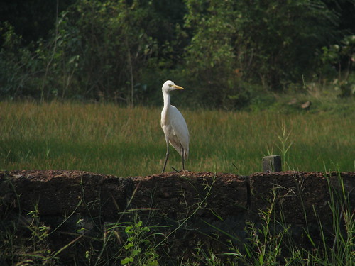 Crane on a wall by mdashf