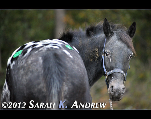 What's black and white and cute all over?