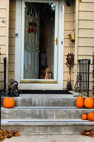 Trick or Treating in my neighborhood