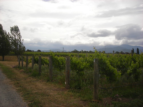 One of the vineyards in the Marlborough Wine Trail